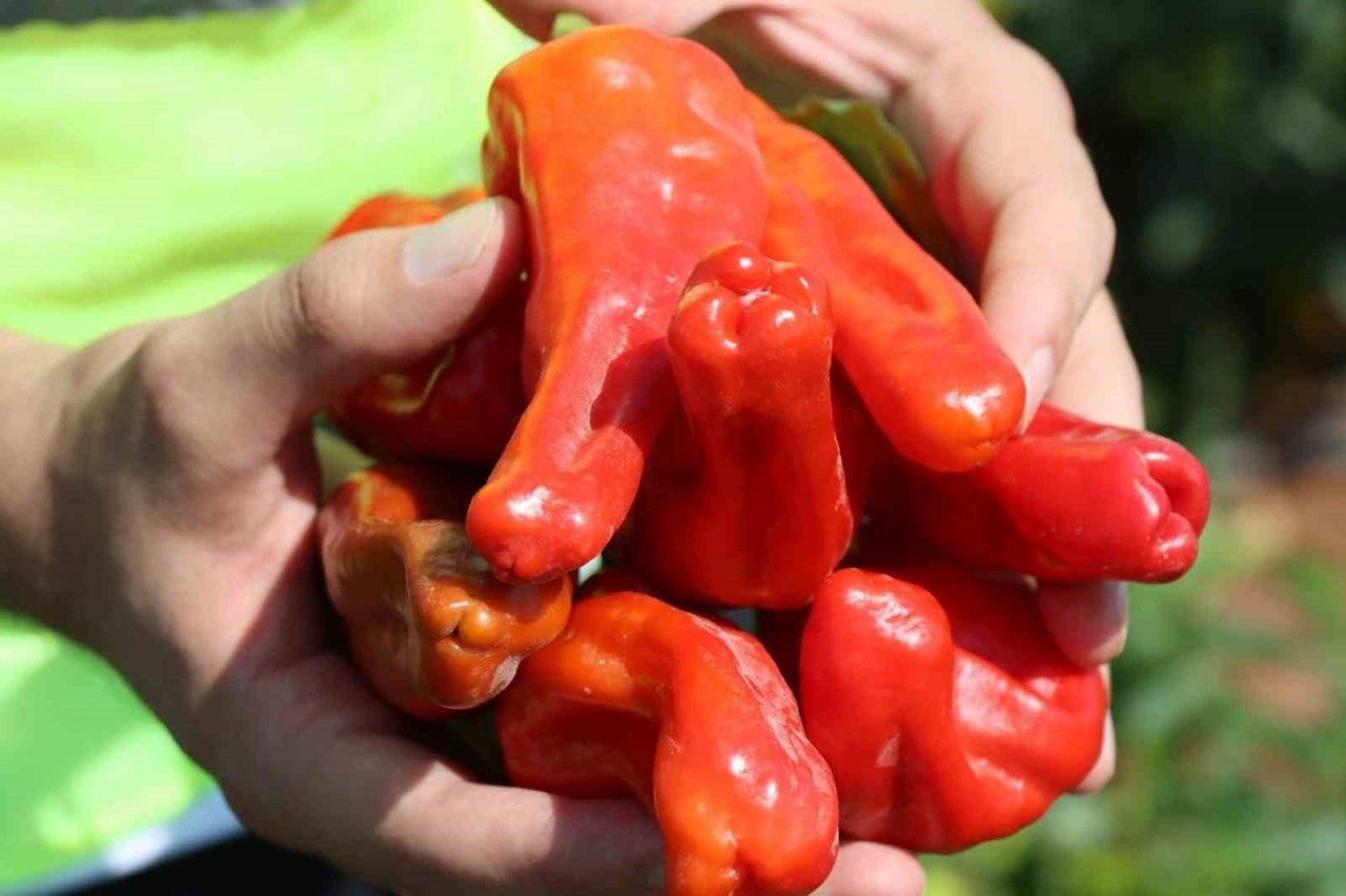 Belediyenin sera ve tarlalarında biber hasadı başladı