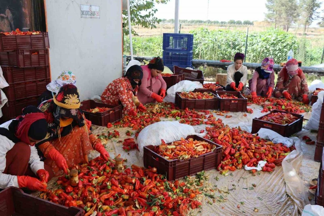 Belediyenin sera ve tarlalarında biber hasadı başladı