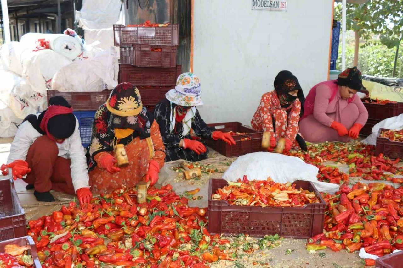 Belediyenin sera ve tarlalarında biber hasadı başladı