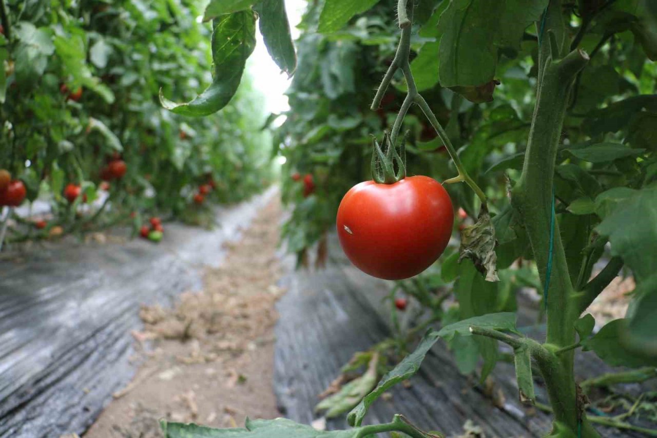 Sivas’ta yapılamaz denileni yaptı, şimdi taleplere yetişmekte zorlanıyor