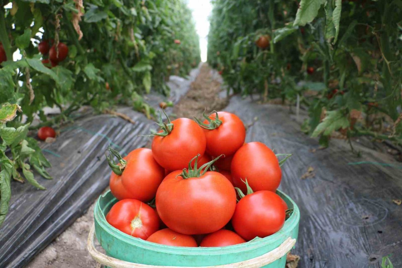Sivas’ta yapılamaz denileni yaptı, şimdi taleplere yetişmekte zorlanıyor