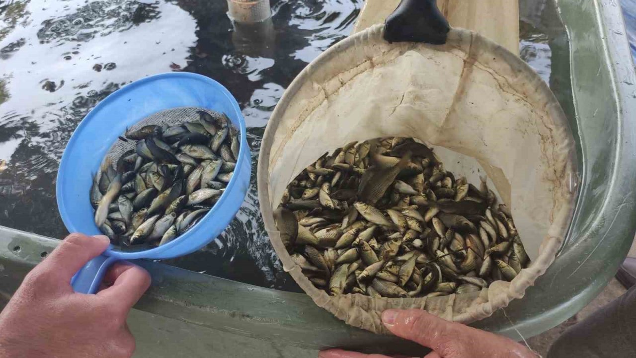 Edirne’de yavru sazan balıklar su ile buluştu