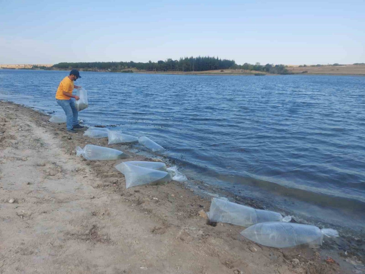 Edirne’de yavru sazan balıklar su ile buluştu