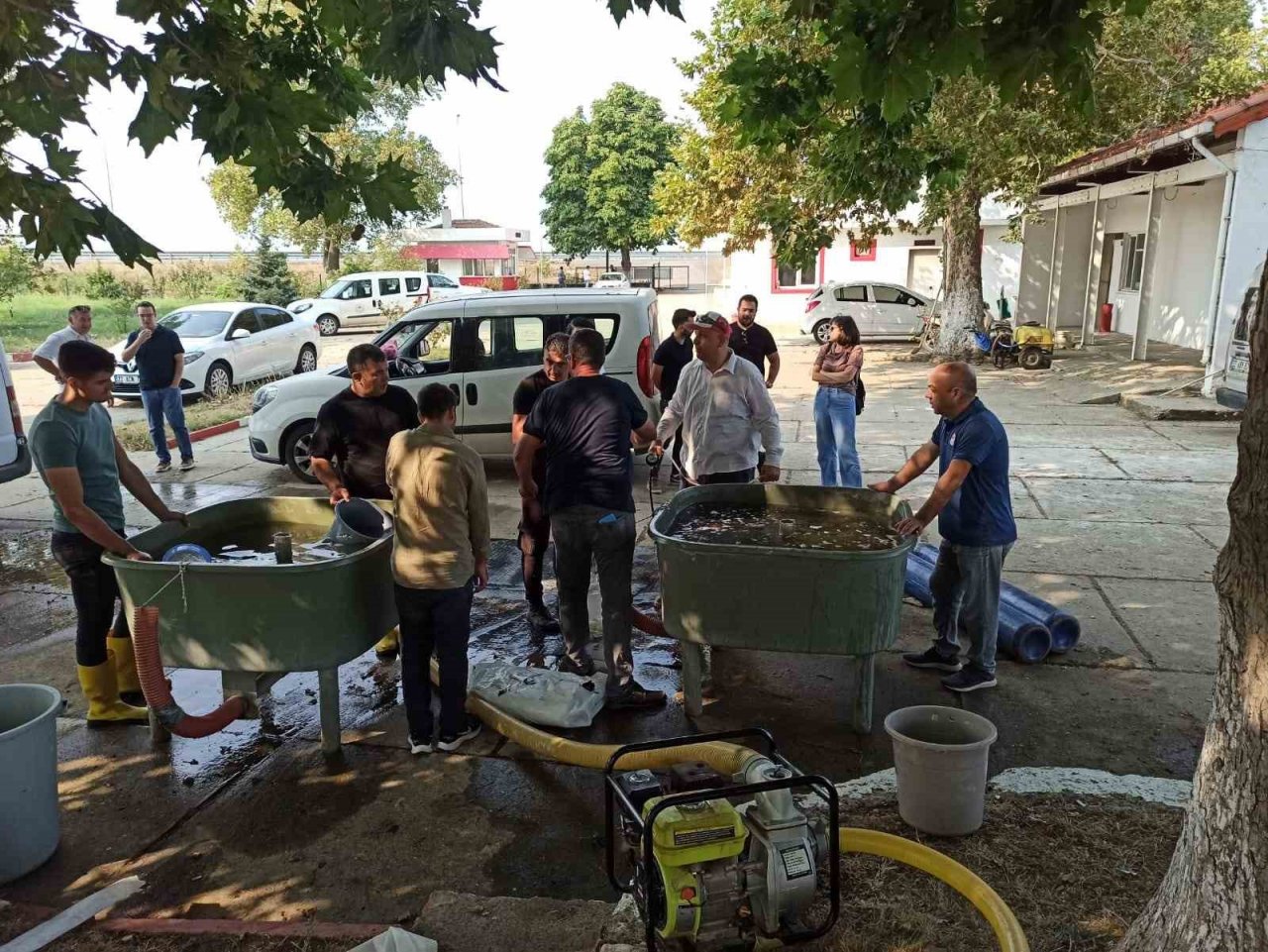 Edirne’de yavru sazan balıklar su ile buluştu