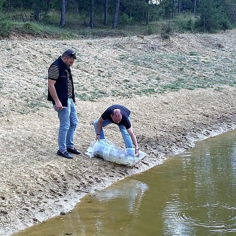 Uşak ve ilçelerinde 141 bin adet sazan yavrusu suya bırakıldı