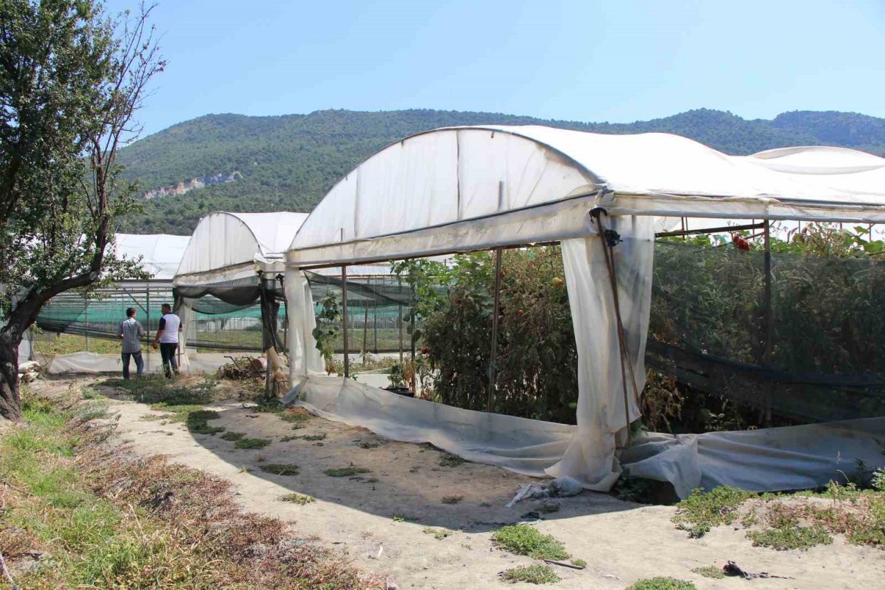 Amasya’da domates hasadını ‘tuta’ vurdu, tonlarca ürün zarar gördü