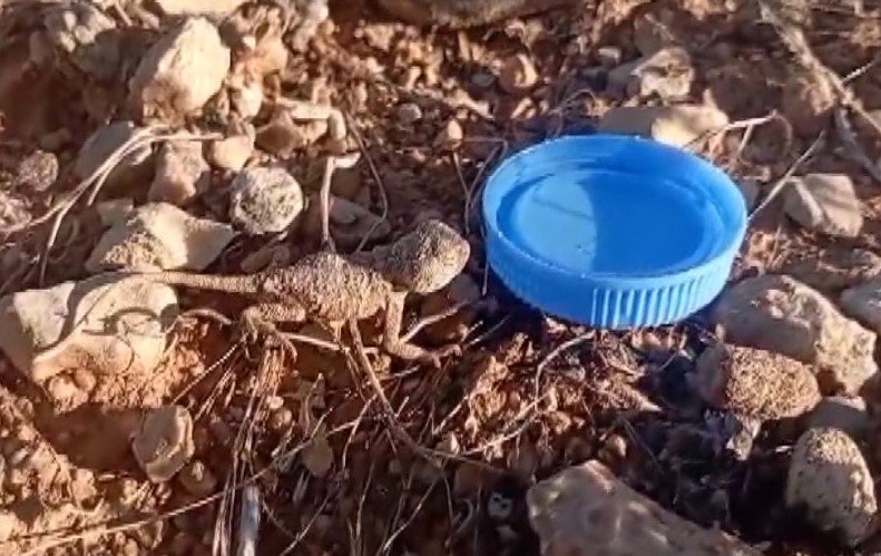 Sıcaktan bunalan yavru bozkır kelerine su verdi