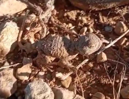 Sıcaktan bunalan yavru bozkır kelerine su verdi