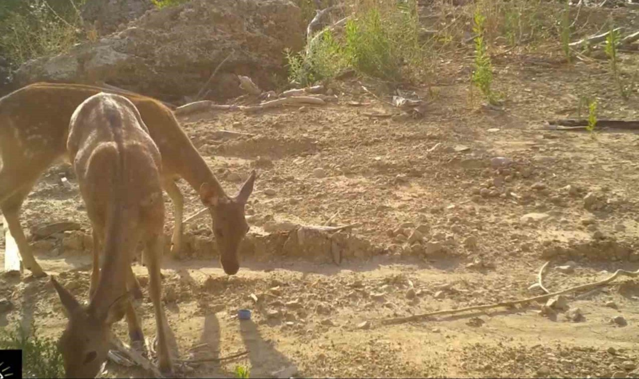 En büyük orman yangınından kaçmışlardı, geri dönüyorlar