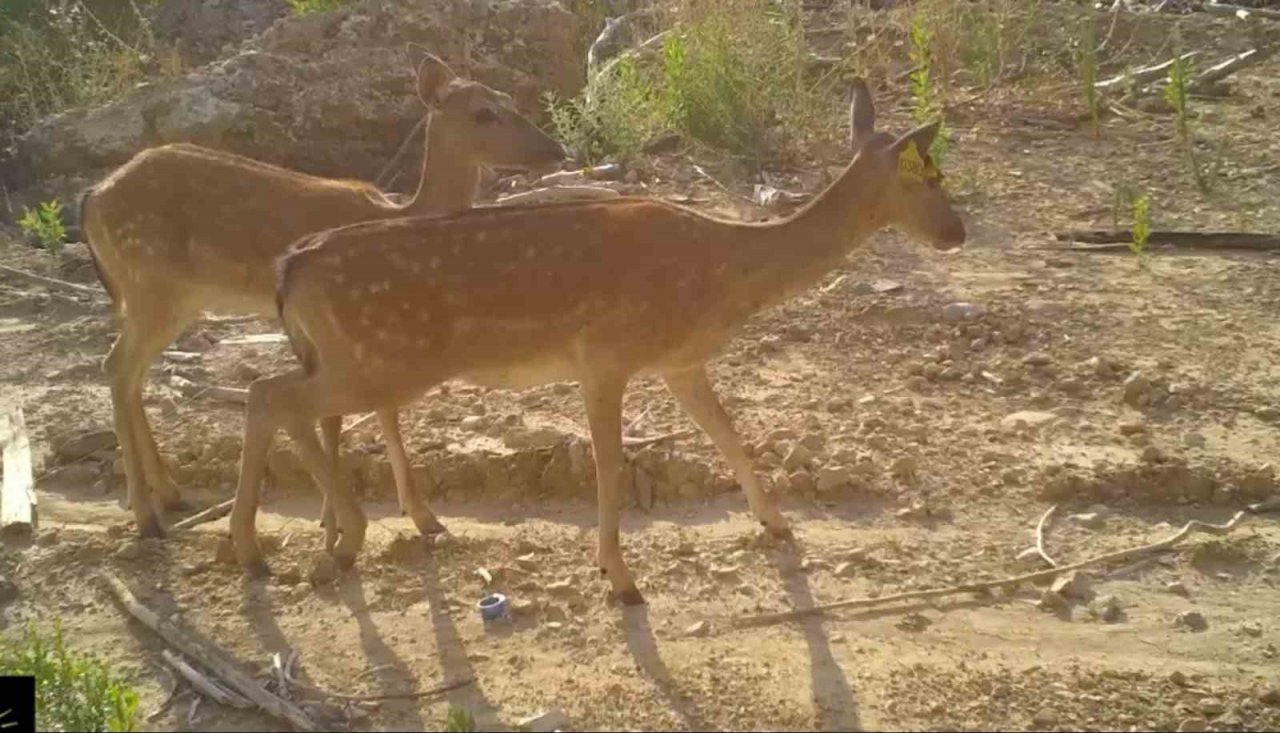En büyük orman yangınından kaçmışlardı, geri dönüyorlar
