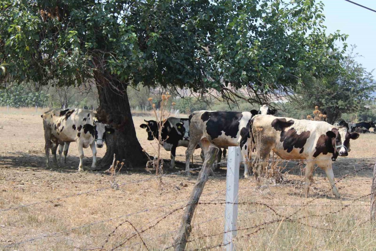 Sıcaklar inekleri de olumsuz etkiledi