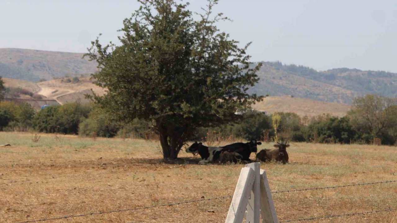 Sıcaklar inekleri de olumsuz etkiledi