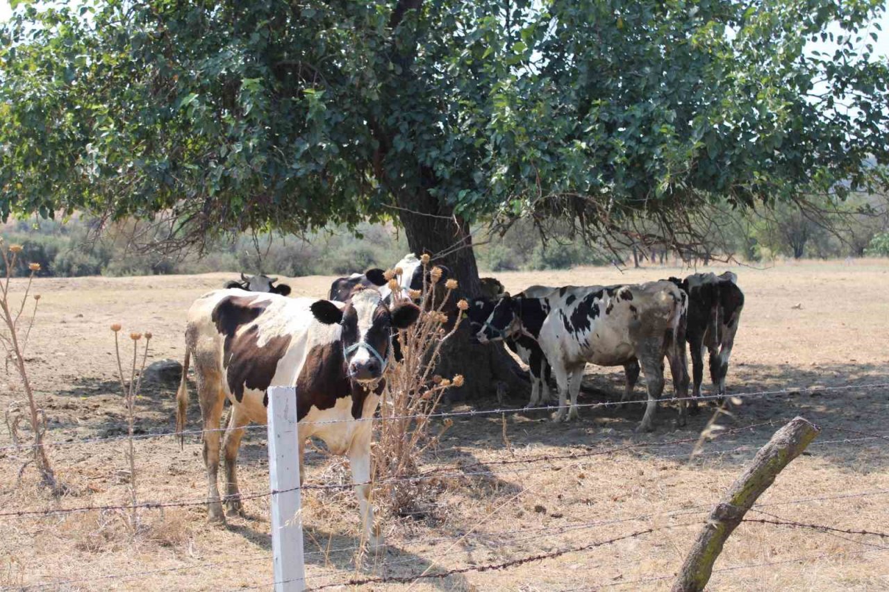 Sıcaklar inekleri de olumsuz etkiledi