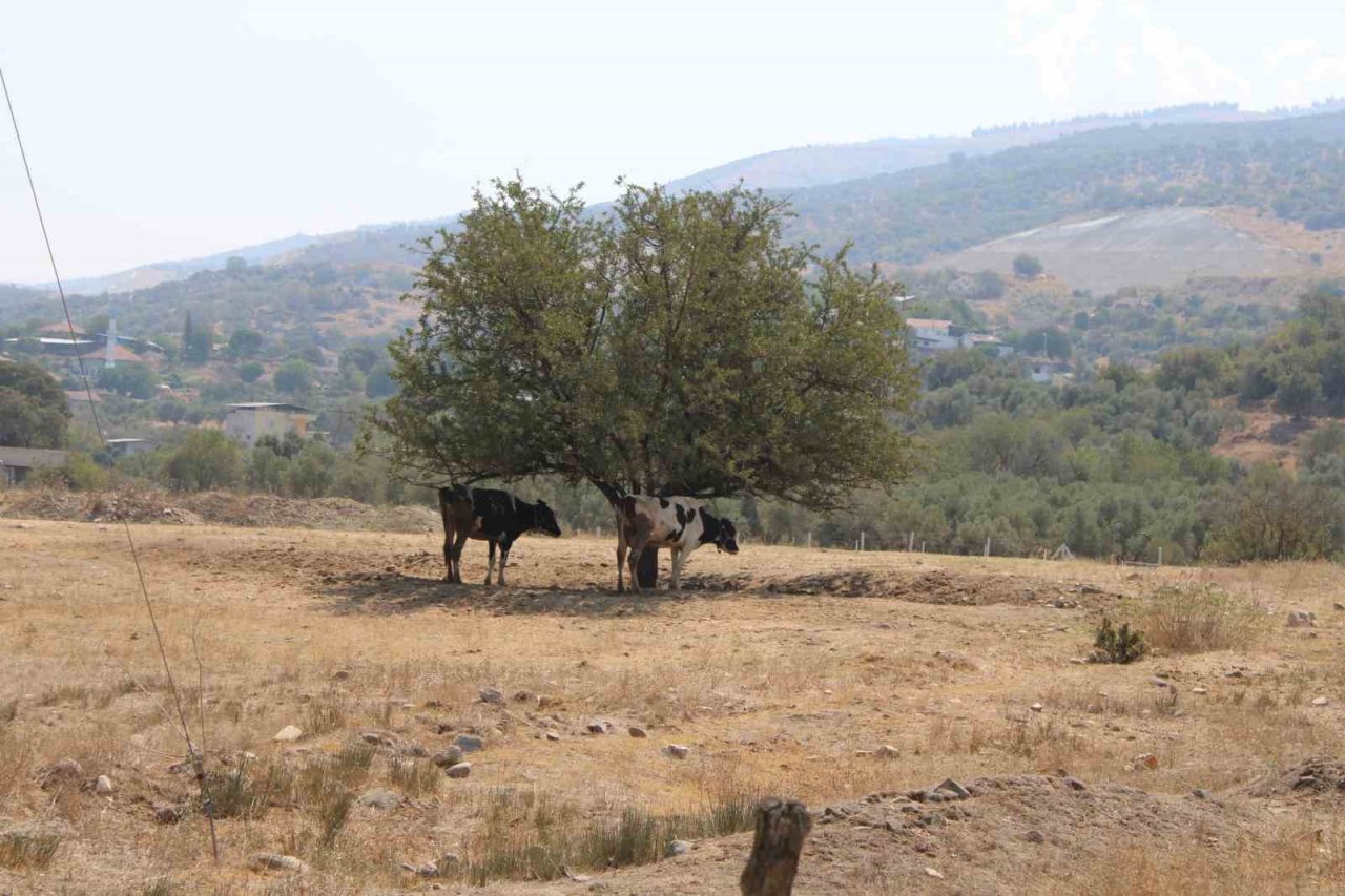 Sıcaklar inekleri de olumsuz etkiledi
