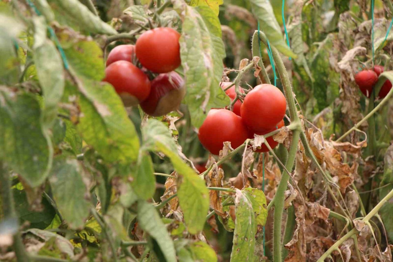 Amasya’da domates hasadını ‘tuta’ vurdu, tonlarca ürün zarar gördü