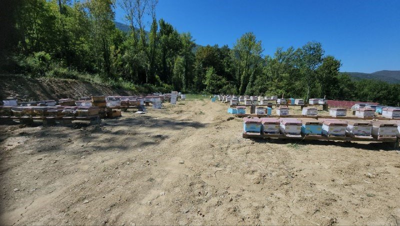 36 yıllık ilçenin ilk coğrafi işaretli ürünü ‘Yenice Ihlamur Balı’ oldu