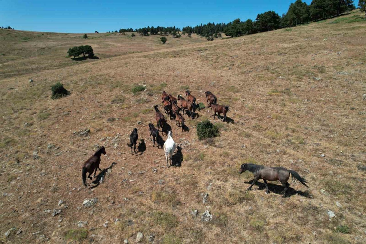 Yaylaların özgür ruhları yılkı atlarının oluşturduğu görsel şölen böyle görüntülendi