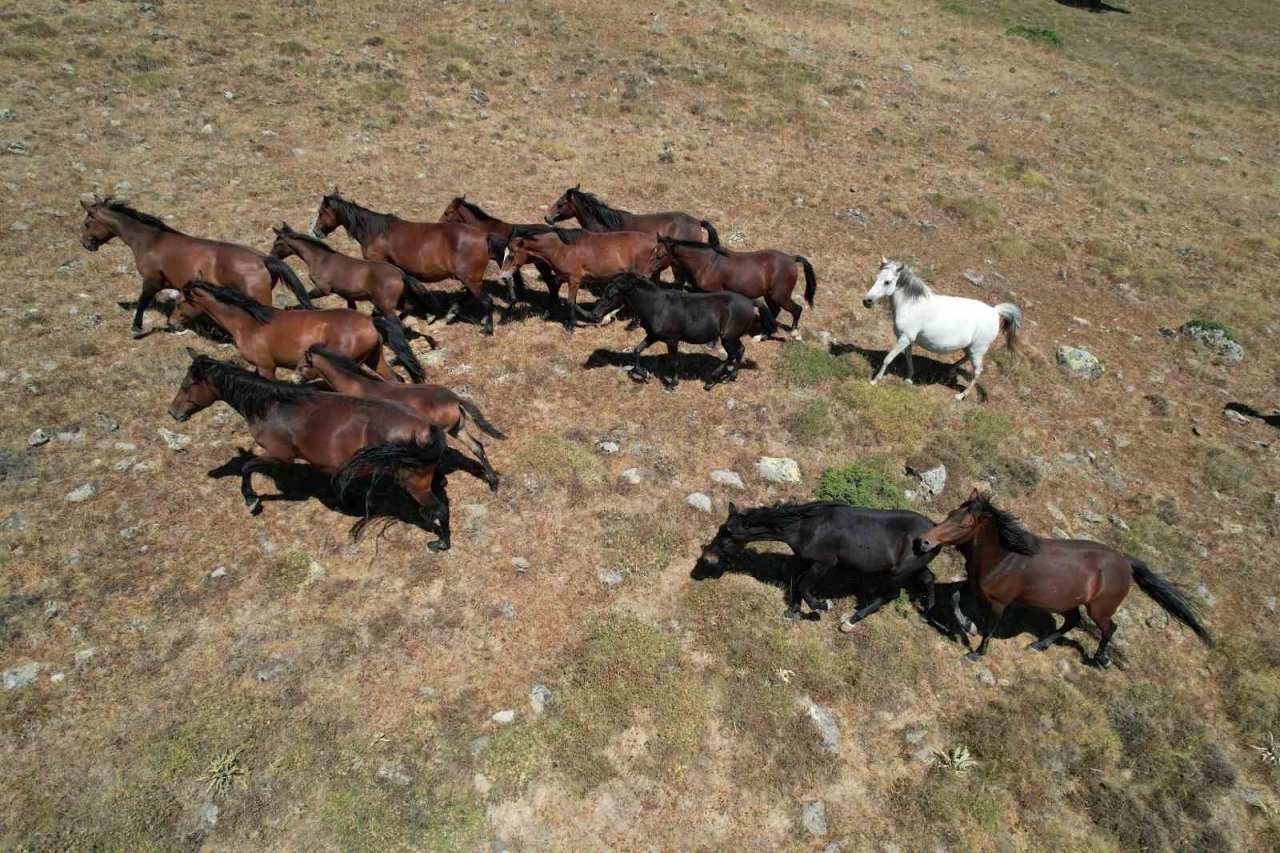 Yaylaların özgür ruhları yılkı atlarının oluşturduğu görsel şölen böyle görüntülendi