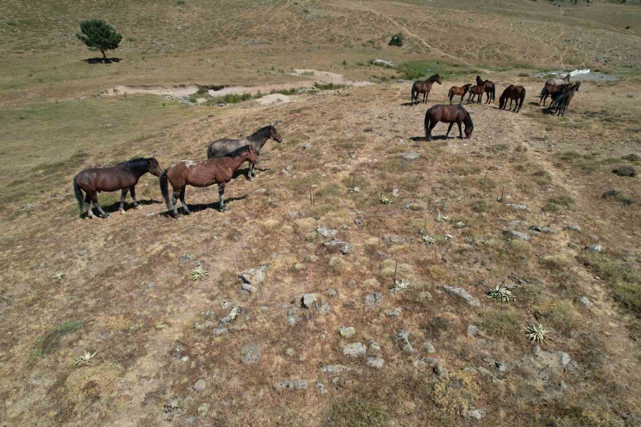 Yaylaların özgür ruhları yılkı atlarının oluşturduğu görsel şölen böyle görüntülendi