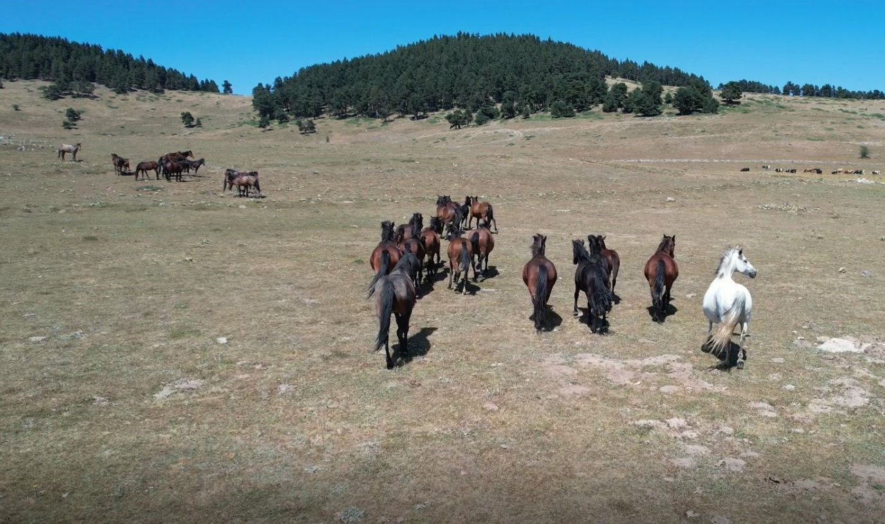 Yaylaların özgür ruhları yılkı atlarının oluşturduğu görsel şölen böyle görüntülendi