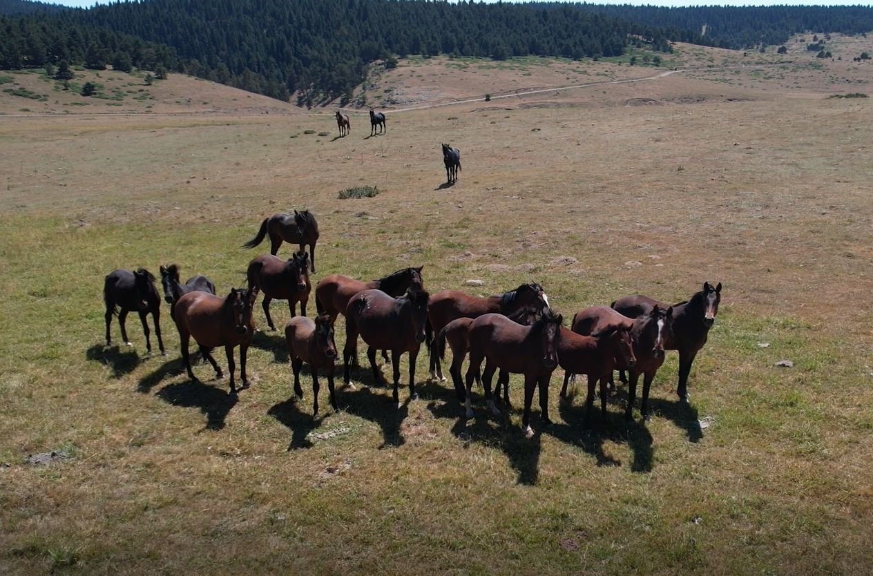 Yaylaların özgür ruhları yılkı atlarının oluşturduğu görsel şölen böyle görüntülendi