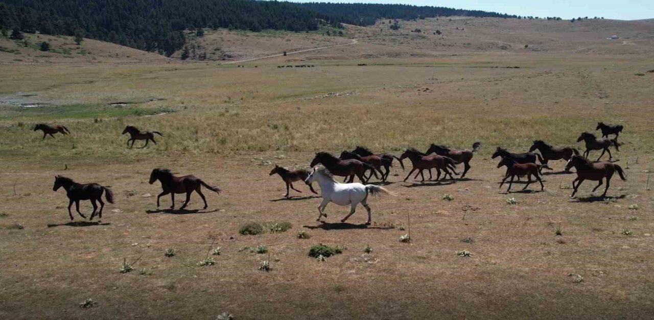 Yaylaların özgür ruhları yılkı atlarının oluşturduğu görsel şölen böyle görüntülendi