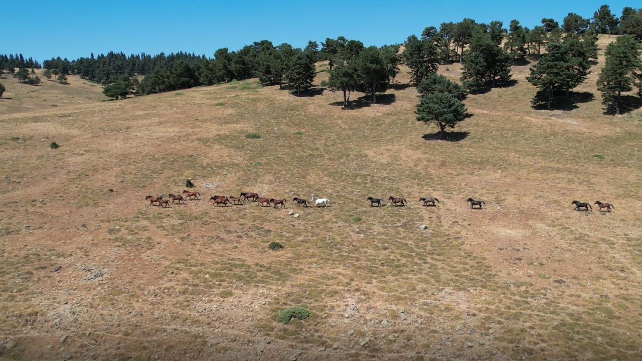 Yaylaların özgür ruhları yılkı atlarının oluşturduğu görsel şölen böyle görüntülendi