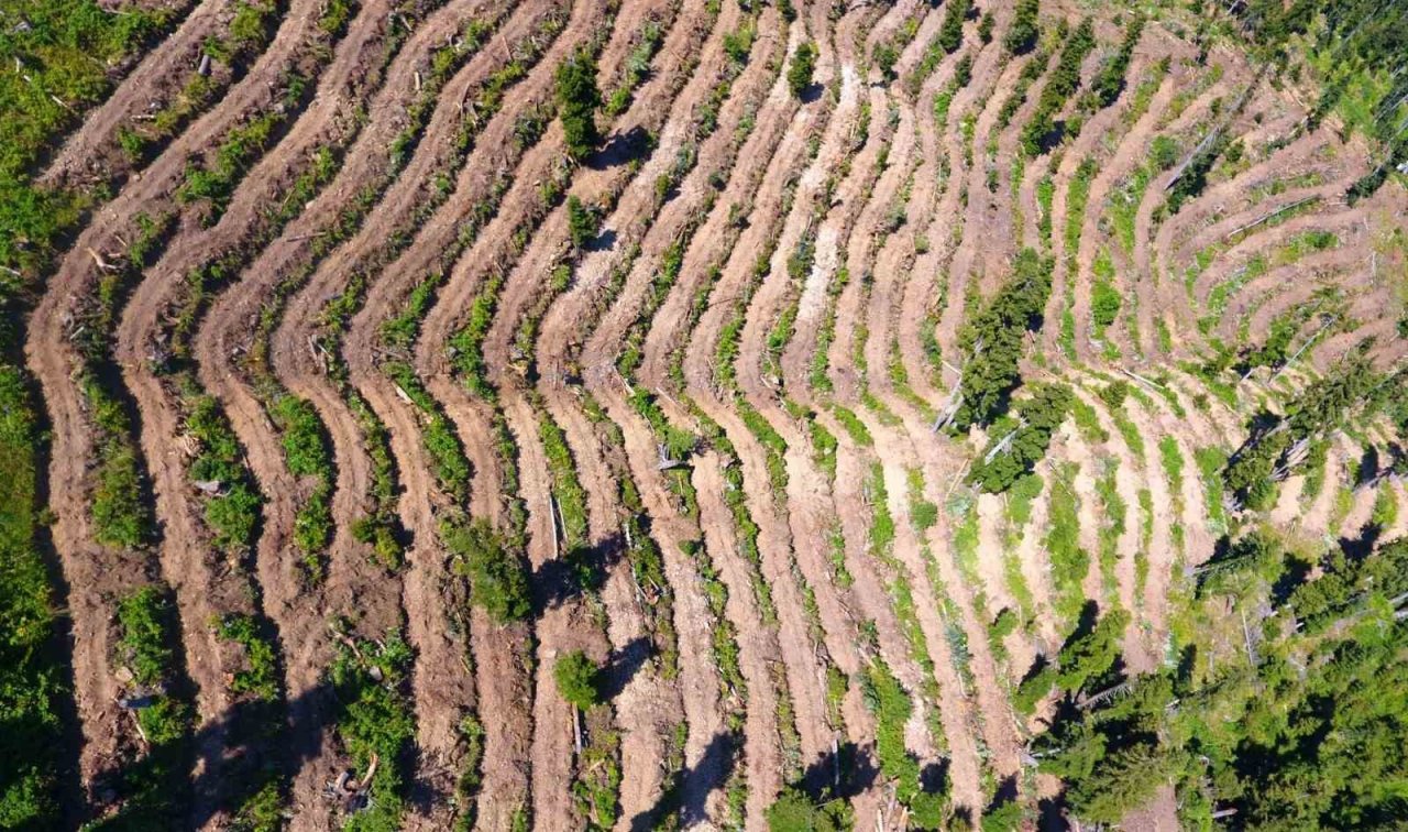 Artvin’de bozuk orman sahaları ve doğal afetlerde zarar görmüş alanlar fidan dikimi için hazırlanıyor