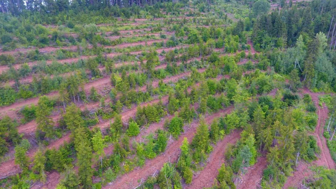 Artvin’de bozuk orman sahaları ve doğal afetlerde zarar görmüş alanlar fidan dikimi için hazırlanıyor