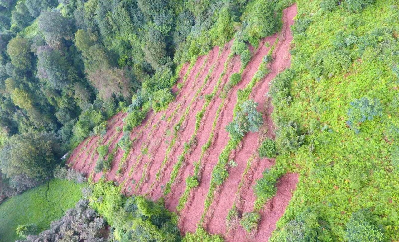 Artvin’de bozuk orman sahaları ve doğal afetlerde zarar görmüş alanlar fidan dikimi için hazırlanıyor