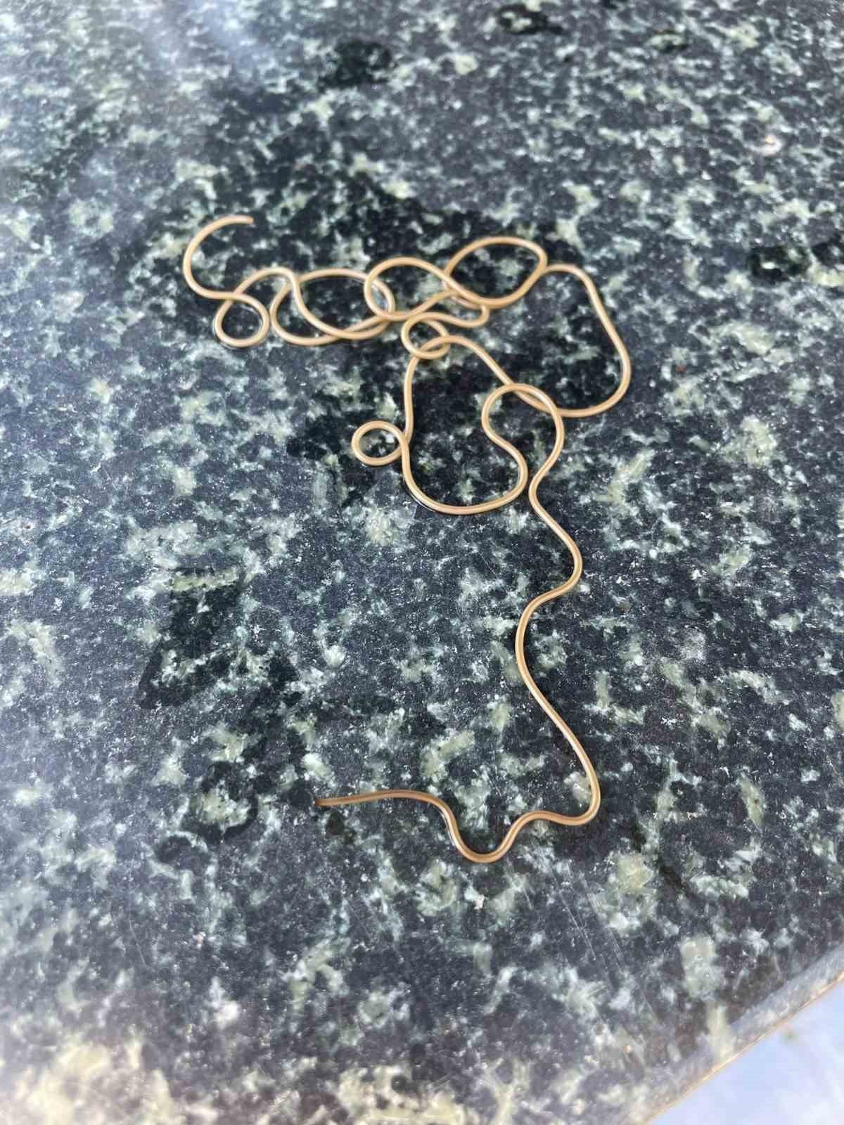 Artvin’de köy çeşmesinde bulunan canlının ne olduğu ortaya çıktı