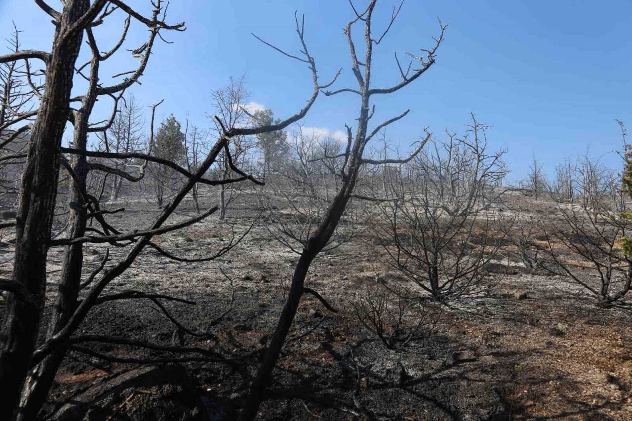 Ilgaz Dağı’ndaki orman yangını kontrol altına alındı: 15 hektar alan küle döndü