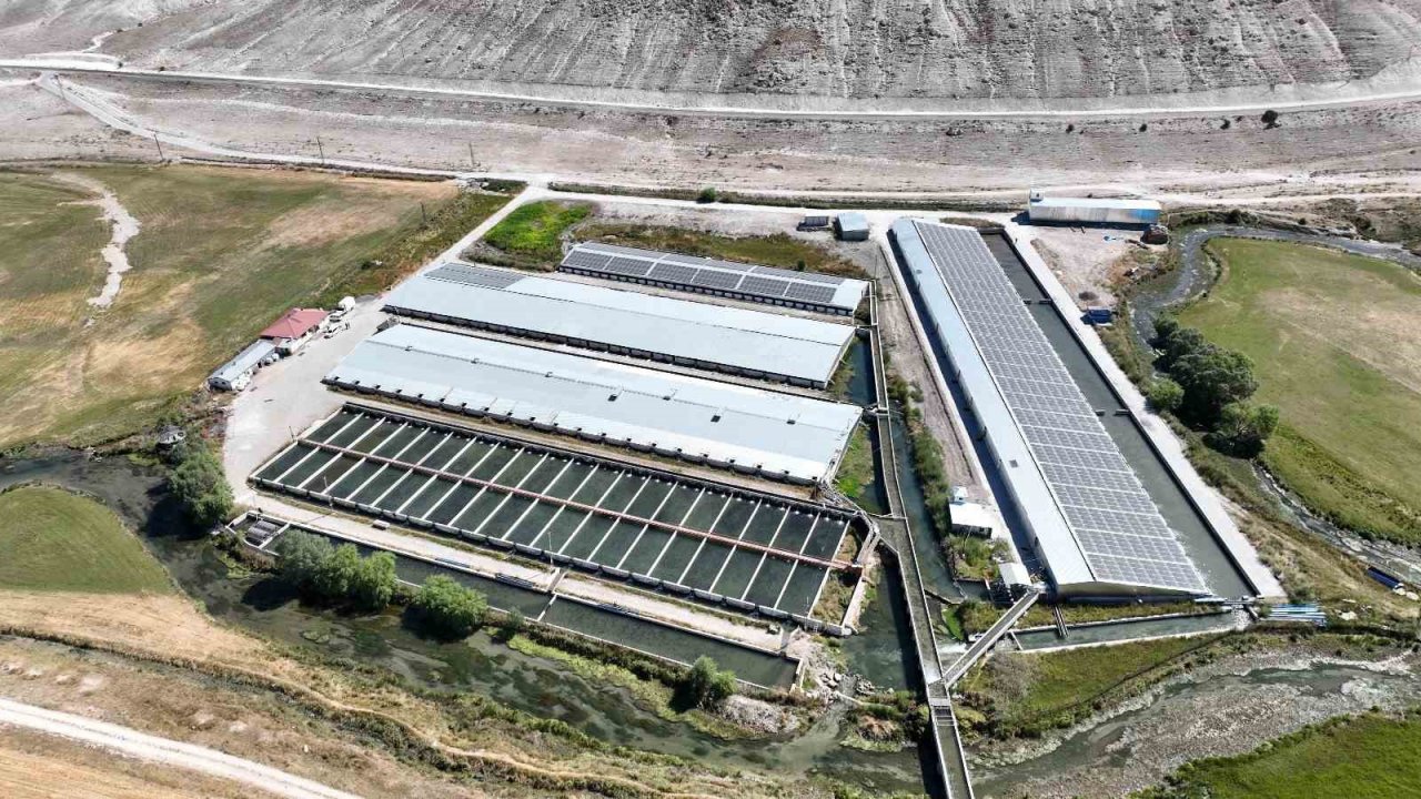 Denizi olmayan Kayseri’de 250 milyon alabalık yavrusu üretiliyor