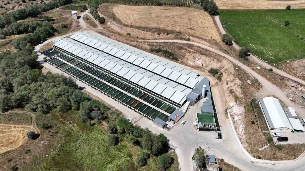 Denizi olmayan Kayseri’de 250 milyon alabalık yavrusu üretiliyor