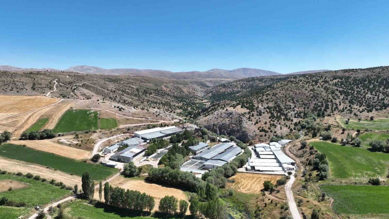 Denizi olmayan Kayseri’de 250 milyon alabalık yavrusu üretiliyor