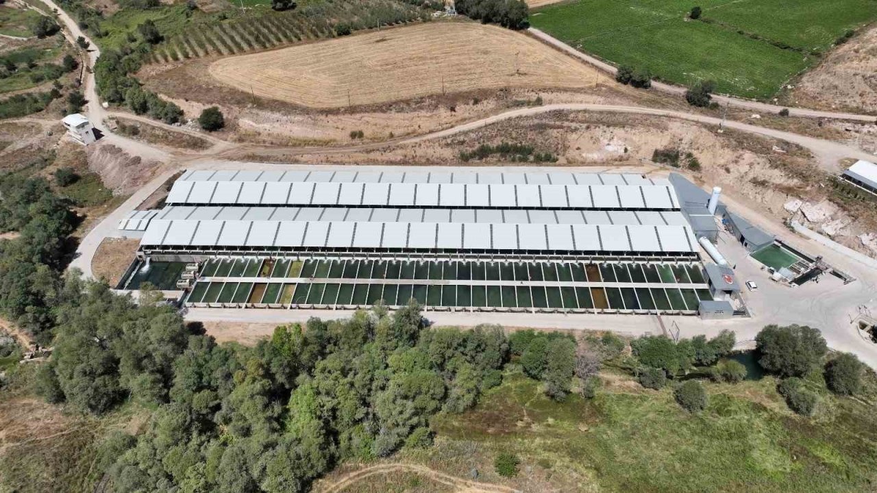 Denizi olmayan Kayseri’de 250 milyon alabalık yavrusu üretiliyor