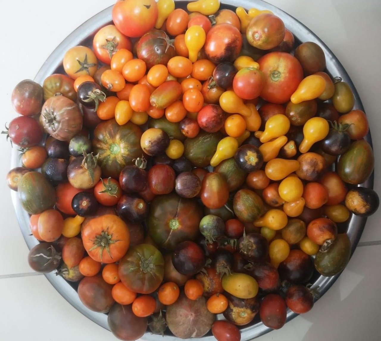 Ata tohum ile yerel çeşitler korunuyor