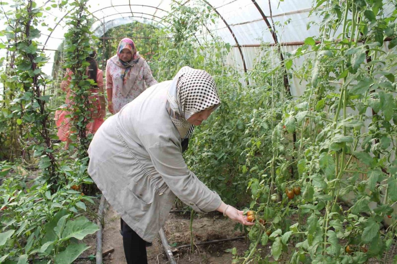 Ata tohum ile yerel çeşitler korunuyor
