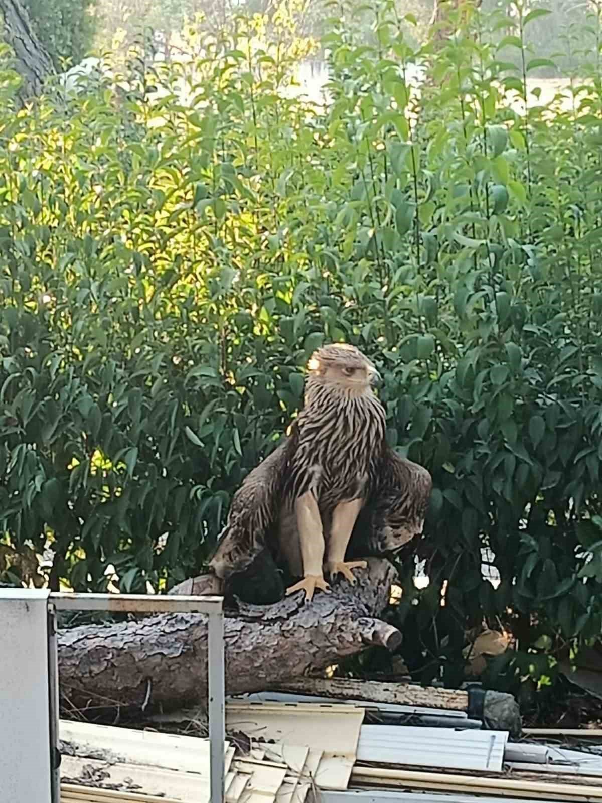 Edirne’de yaralı bulunan "paçalı şah kartalı" koruma altına alındı