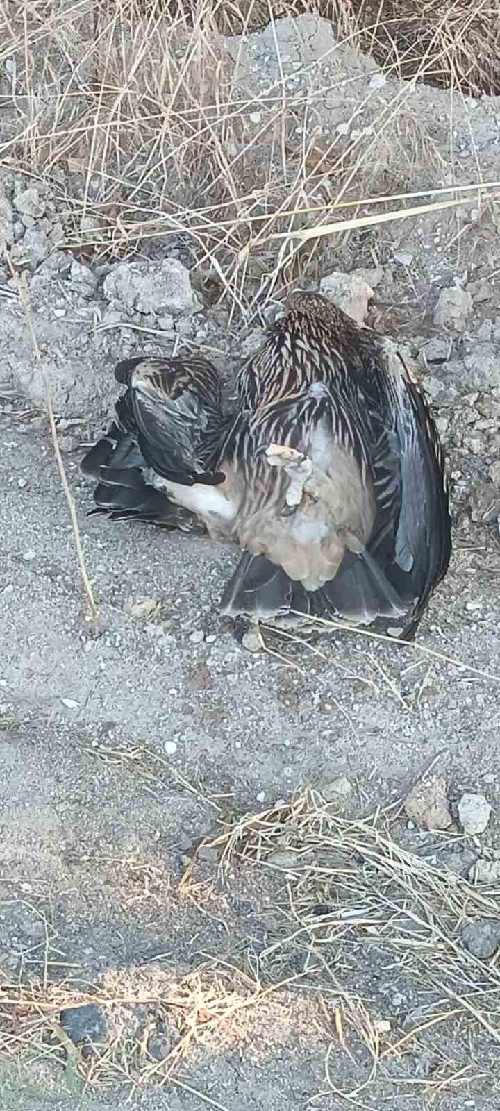 Edirne’de yaralı bulunan "paçalı şah kartalı" koruma altına alındı