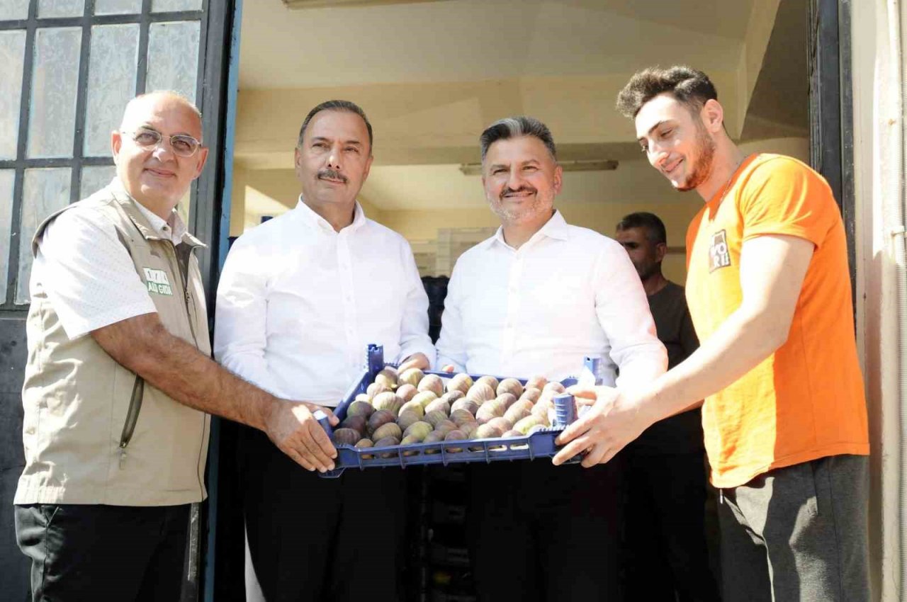 Mudanya’da kraliçe incirinin hasadı başladı