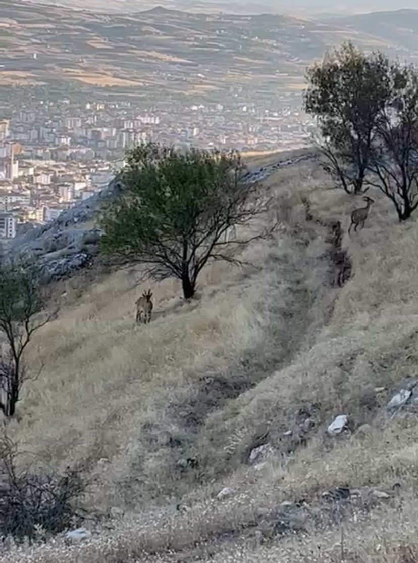 Elazığ’da dağ keçileri sürü halinde görüntülendi