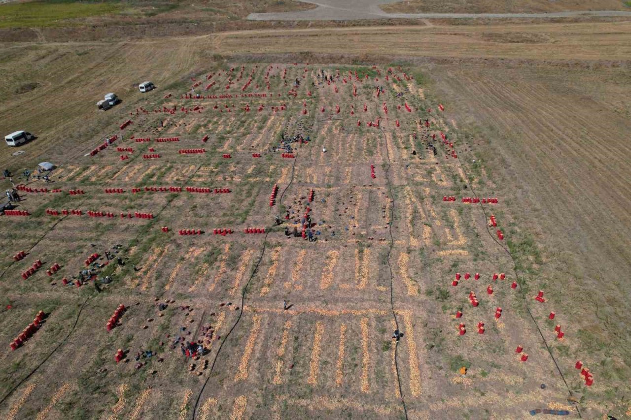 Soğanın başkenti Polatlı’da yazlık sökümünde sona gelindi