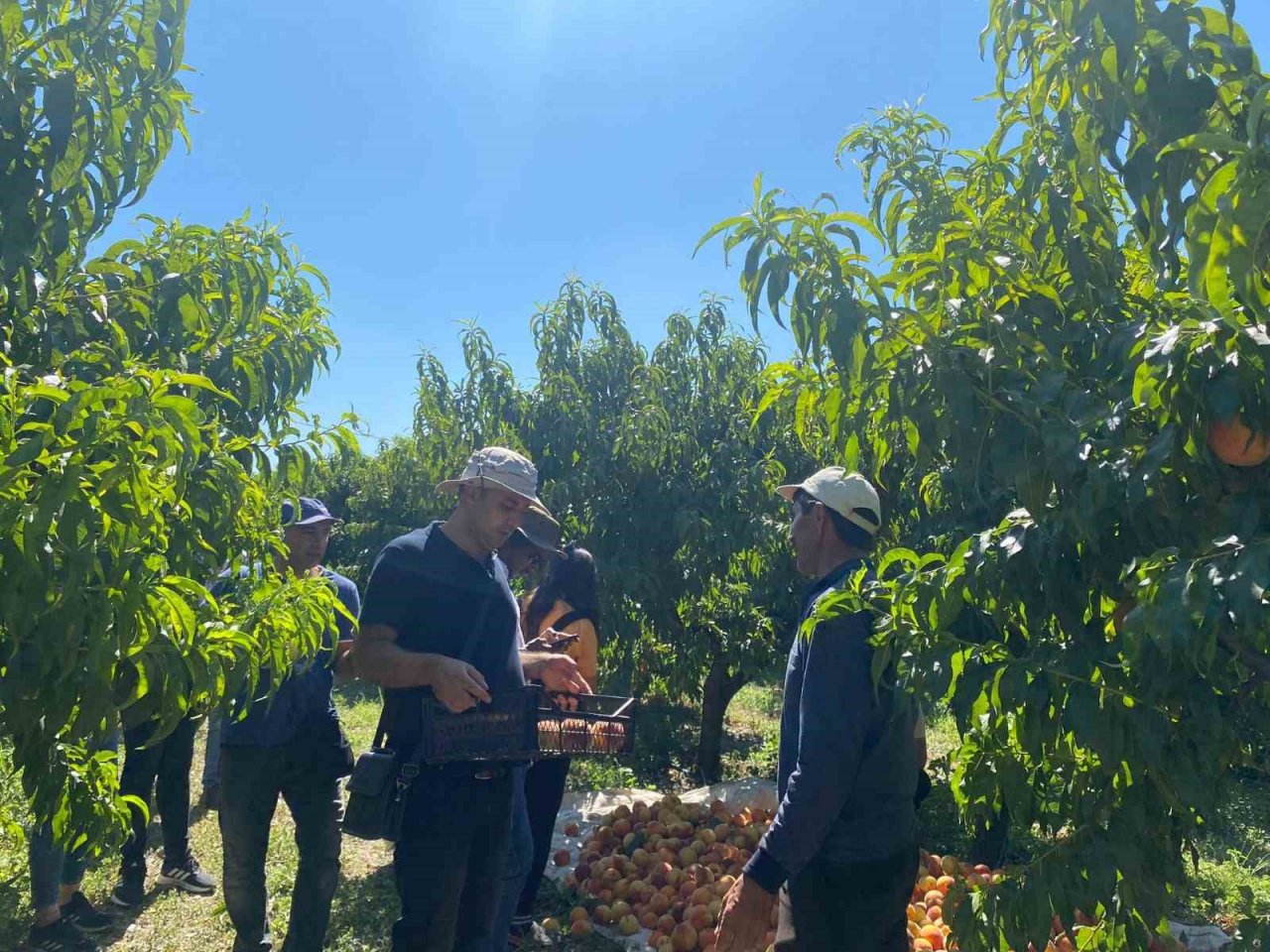 TOGÜ’den Şeftali Üreticilerine Bilgilendirme
