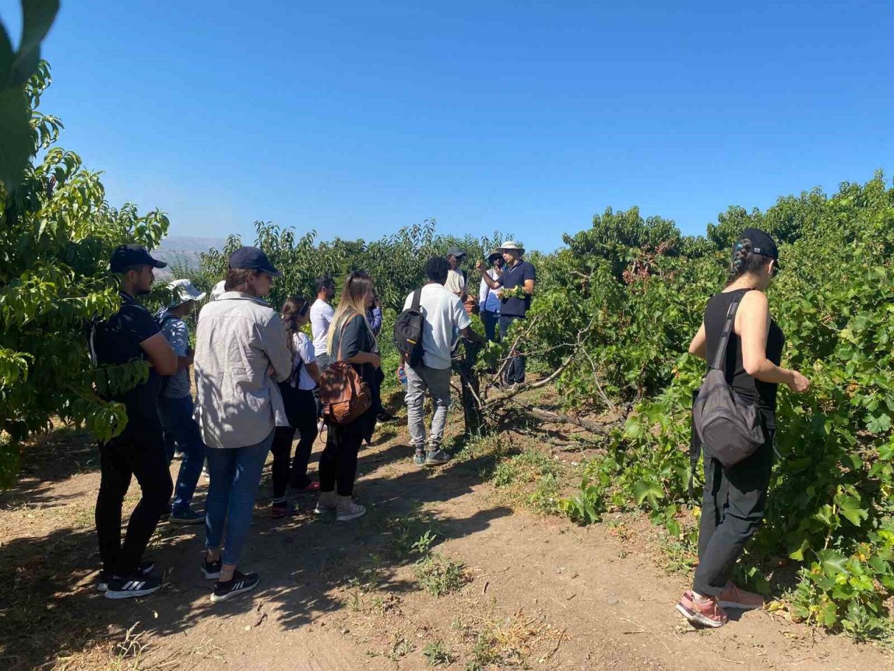 TOGÜ’den Şeftali Üreticilerine Bilgilendirme