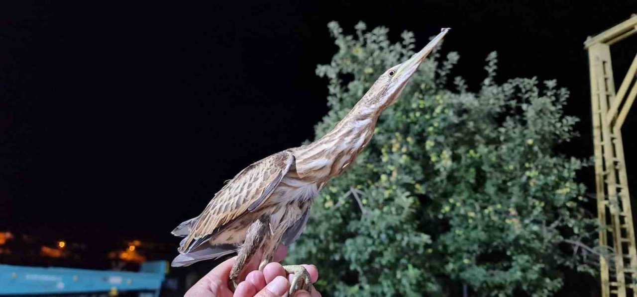 Nesli tükenmekte olan kuş Tokat’ta görüldü