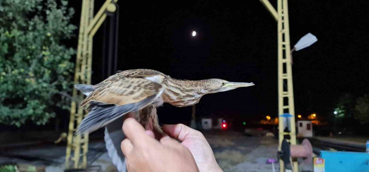Nesli tükenmekte olan kuş Tokat’ta görüldü