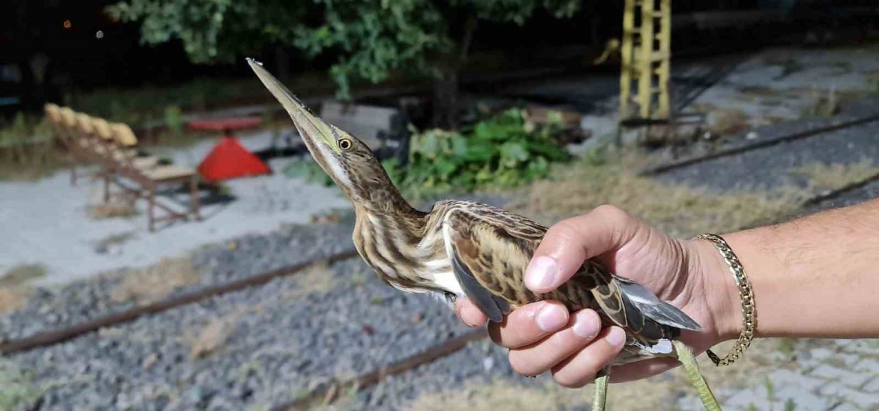 Nesli tükenmekte olan kuş Tokat’ta görüldü