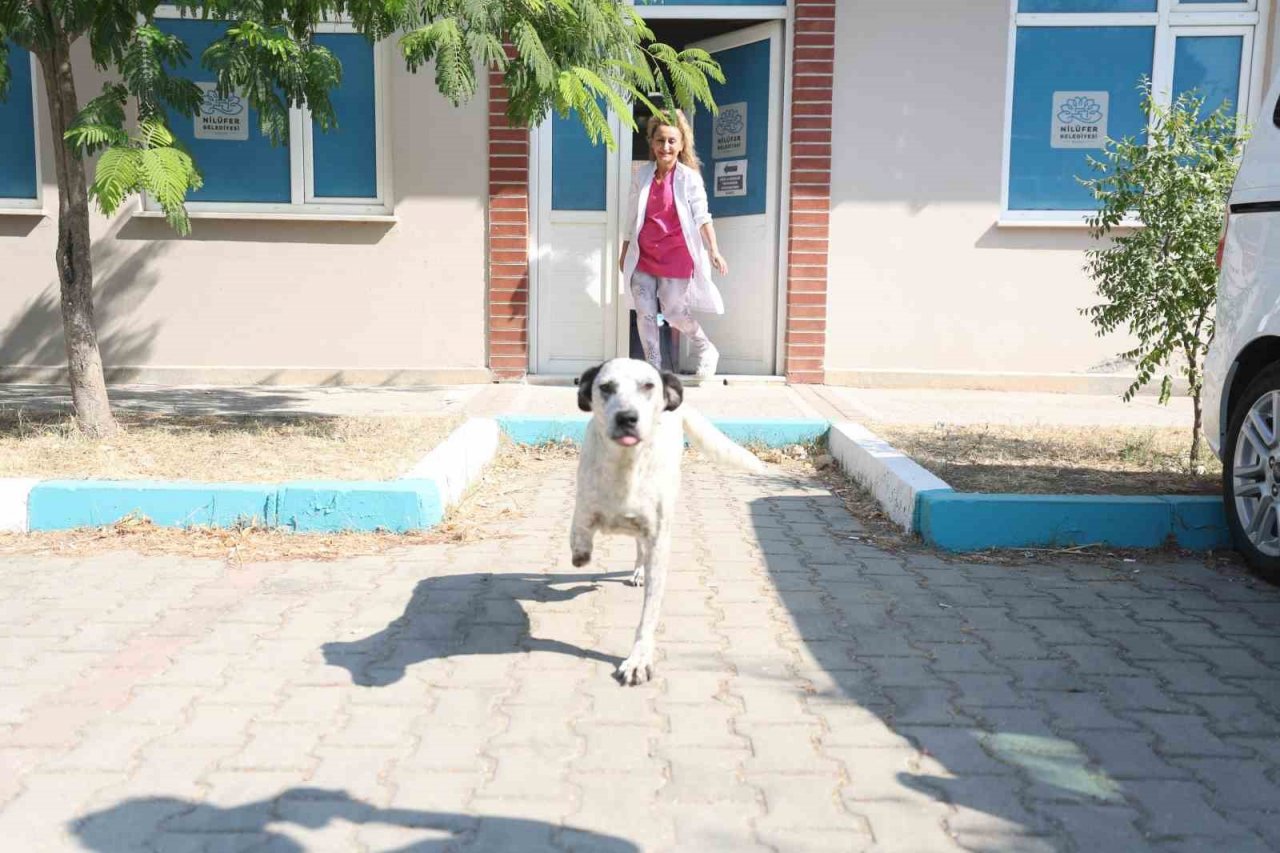 Protez patili ‘Benek’ yürümeye başladı