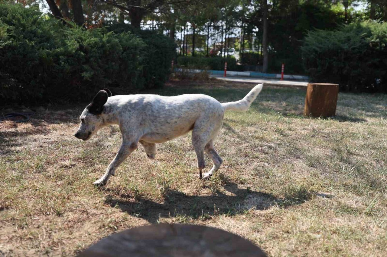 Protez patili ‘Benek’ yürümeye başladı